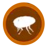 puces