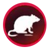 rats