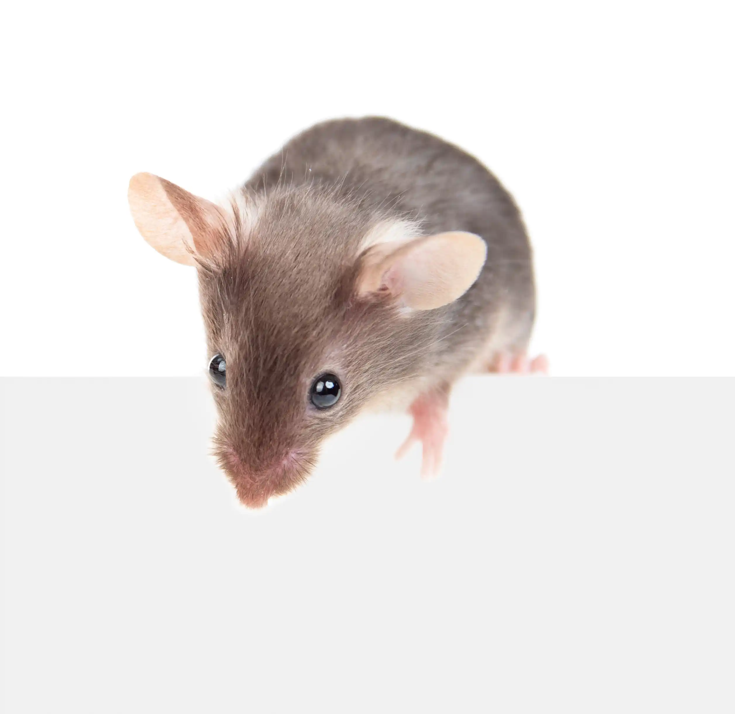 AdobeStock_275439614